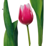 F00400