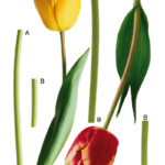F00401