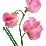 F00402
