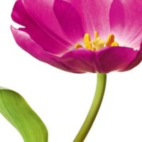 Dekorativna slika - EG-DG A - DG-AU2011