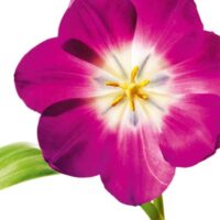 Dekorativna slika - EG-DG A - DG-AU2012