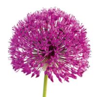 Dekorativna slika - EG-DG A - DG-AU2013