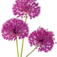 Dekorativna slika - EG-DG A - DG-AU2014