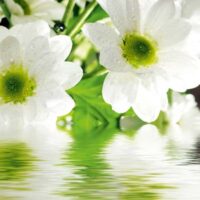 Dekorativna slika - EG-DG A - DG-DT1065