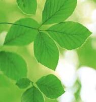 Dekorativna slika - EG-DG B - DG-DT3027