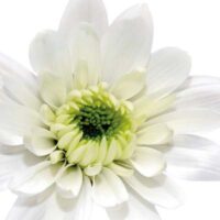 Dekorativna slika - EG-DG A - DG-GFO1005