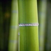 Dekorativna slika - EG-DG A - DG-SDL1085