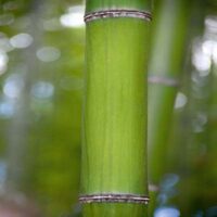 Dekorativna slika - EG-DG A - DG-SDL1086