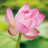 Dekorativna slika - EG-DG A - DG-SDL1098