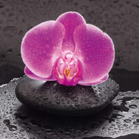 Dekorativna slika - EG-DG A - DG-UWE1132