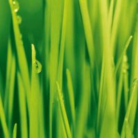 Dekorativna slika - EG-DG A - DGT-DT4009