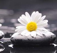 Dekorativna slika - EG-DG B - DGT-DT4041