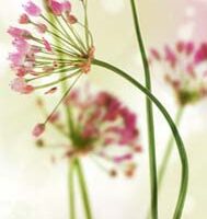 Dekorativna slika - EG-DG B - DGT-DT4042