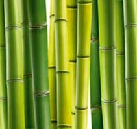 Dekorativna slika - EG-DG B - DGT-DT4049