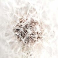 Dekorativna slika - EG-DG A - SDL-2205